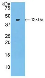 Human BMP2 protein, His and GST tag. GTX00202-pro