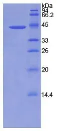 Human BMP2 protein, His and GST tag. GTX00202-pro