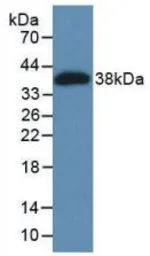 Human BMP2 protein, His tag. GTX00203-pro