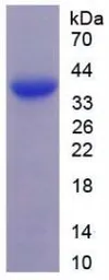 Human BMP2 protein, His tag. GTX00203-pro