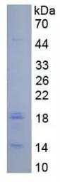 Human Caspase 3 protein, His tag. GTX00207-pro