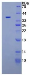 Human Plasminogen protein, His tag. GTX00216-pro