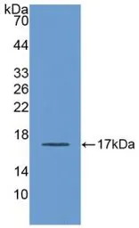 Human Apolipoprotein A1 protein, His tag. GTX00221-pro