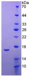 Human Apolipoprotein A1 protein, His tag. GTX00221-pro