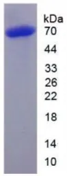 Human HDAC1 protein, His tag. GTX00230-pro