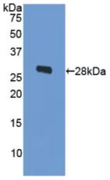 Human ODC protein, His tag. GTX00239-pro