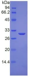 Human ODC protein, His tag. GTX00239-pro