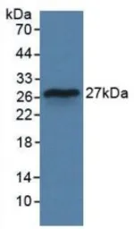 Human IL29 protein, His tag. GTX00245-pro