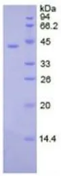 Human Creatine kinase (brain) protein, His tag. GTX00246-pro