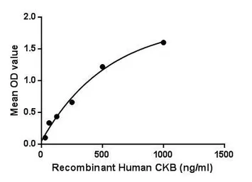 Human Creatine kinase (brain) protein, His tag. GTX00246-pro