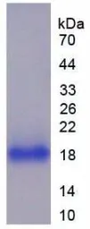 Human CD14 protein, His tag (active). GTX00249-pro