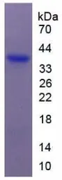Human Prokineticin 2 protein, His and GST tag (active). GTX00253-pro
