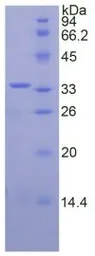 Human PAPP A protein, His tag. GTX00255-pro