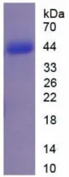 Human Factor B (Ba fragment) protein, His and GST tag (active). GTX00269-pro