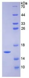 Human FABP3 protein, His tag. GTX00275-pro