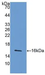 Mouse Interferon gamma protein, His tag (active). GTX00283-pro