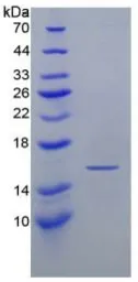Mouse Interferon gamma protein, His tag (active). GTX00283-pro