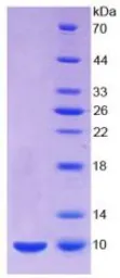 Mouse Insulin protein, His tag (active). GTX00291-pro