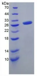 Mouse FGF23 protein, His tag (active). GTX00295-pro