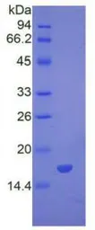 Mouse BMP7 protein, His tag (active). GTX00296-pro