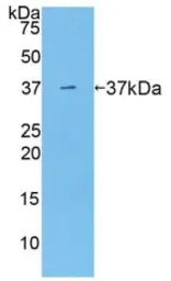 Mouse Arginase 1 protein, His tag. GTX00303-pro