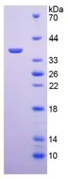 Mouse Arginase 1 protein, His tag. GTX00303-pro