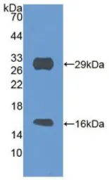 Mouse SIRT3 protein, His tag. GTX00312-pro