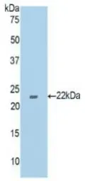 Mouse tPA protein, His tag. GTX00314-pro