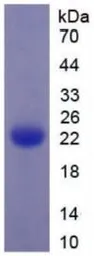Mouse tPA protein, His tag. GTX00314-pro