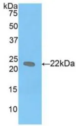 Mouse LIF protein, His tag. GTX00320-pro