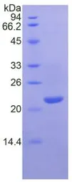 Mouse LIF protein, His tag. GTX00320-pro