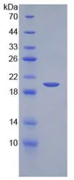 Mouse SCF protein, His tag (active). GTX00323-pro
