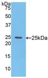 Mouse Glypican 4 protein, His tag. GTX00330-pro