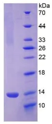 Mouse PF4 protein, His tag (active). GTX00334-pro