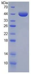 Mouse Annexin A1 protein, His tag. GTX00335-pro