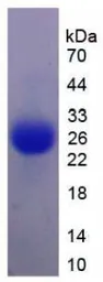 Pig IL6 protein, His tag (active). GTX00338-pro