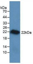 Rat VEGFA protein, His tag (active). GTX00343-pro