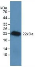 Rat VEGFA protein, His tag (active). GTX00343-pro