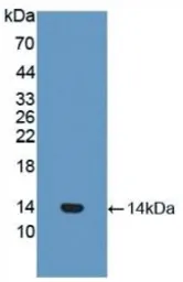 Rat Factor VII protein, His tag. GTX00352-pro