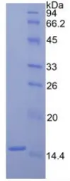 Rat Factor VII protein, His tag. GTX00352-pro