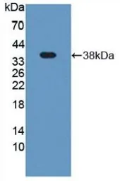 Rat Plasminogen protein, His tag. GTX00354-pro