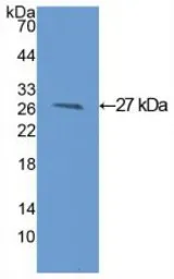 Rat GSTM1 protein, His tag. GTX00356-pro