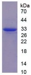 Rat Calpain 1 protein, His tag. GTX00357-pro