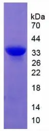Rat Calpain 1 protein, His tag. GTX00358-pro