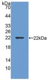 Rat Gremlin 1 protein, His tag (active). GTX00362-pro