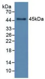 Rat GM-CSF protein, His tag. GTX00365-pro