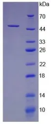 Rat GM-CSF protein, His tag. GTX00365-pro