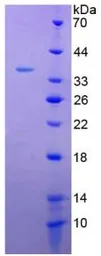 Rat IL4 protein, His and GST tag. GTX00366-pro