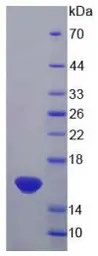 Rat IL13 protein, His tag. GTX00368-pro
