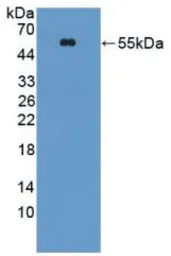 Rat ODC protein, His tag. GTX00369-pro